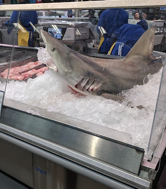 SHARK MARKET