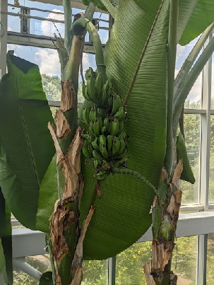 indoor bananas at the rain forest