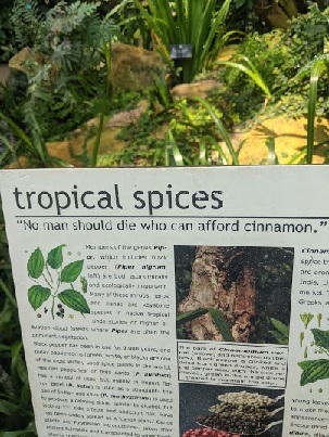 cinnamon and other tropical specimens in the rain forest