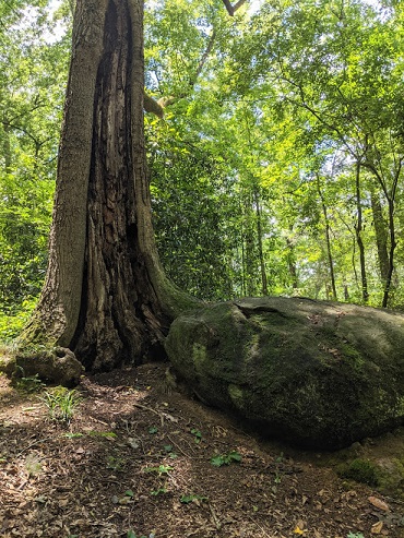 ancient tree and boulder