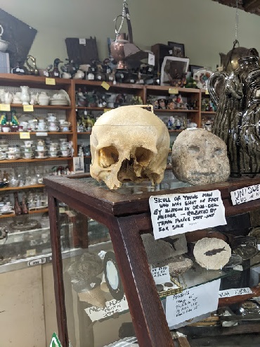 human skull in Attic Treasures