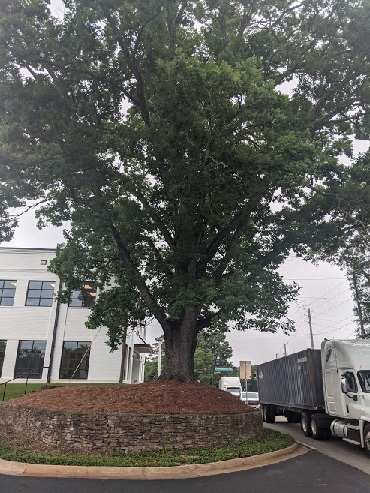 ancient tree has overlooked this road for 100 years or more