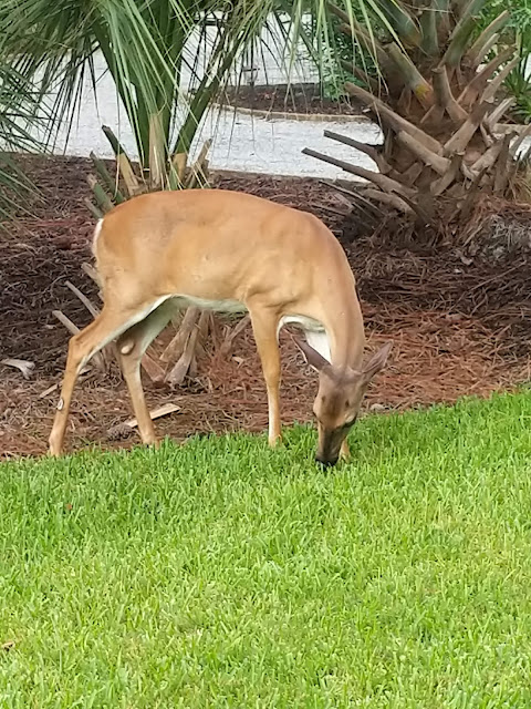 These vicious animals cause the most property damage in GA.