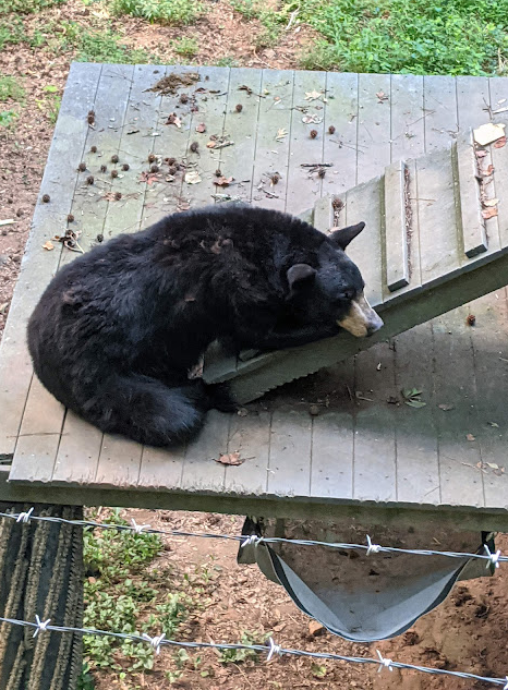 This bored bear is at the Bear Hollow Trail