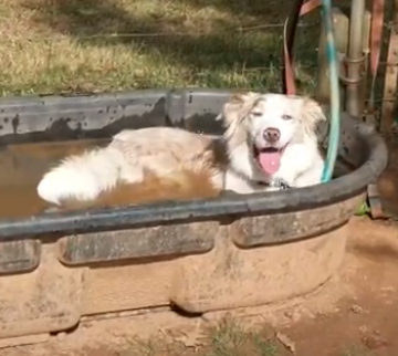 Sheep and Sheep Trials in Georgia