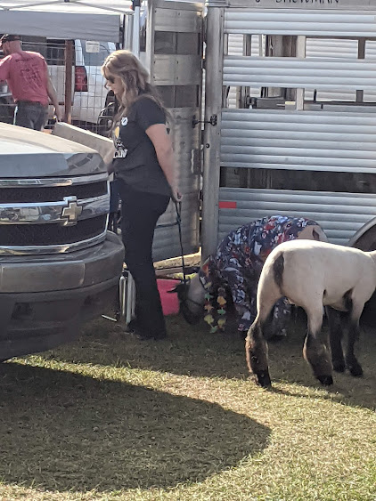 Sheep in Pajamas