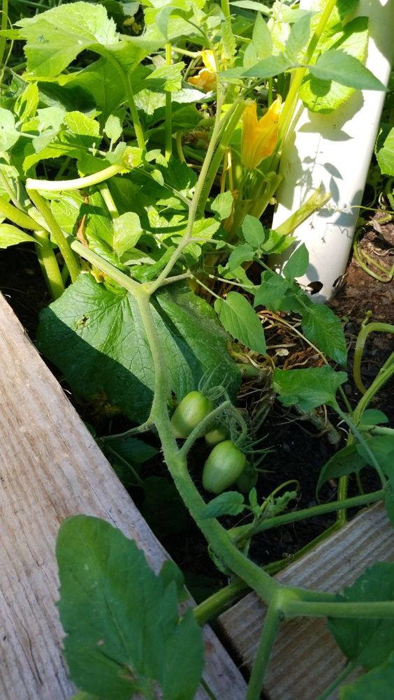 output of the Kitchen Garden project