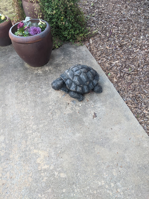 Monroe City Hall Turtle, which has a name