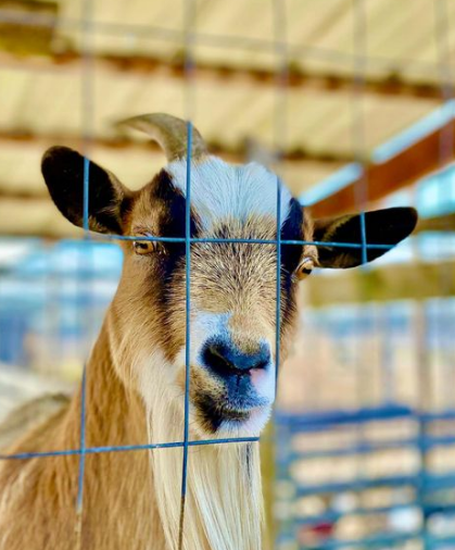 fun goat from the eastgate farm stay