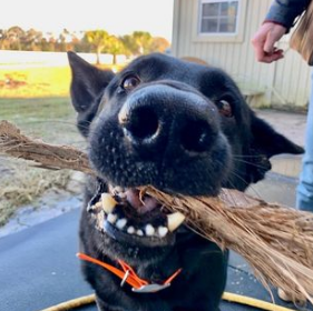 extreme dog closeup from the eastgate farm stay