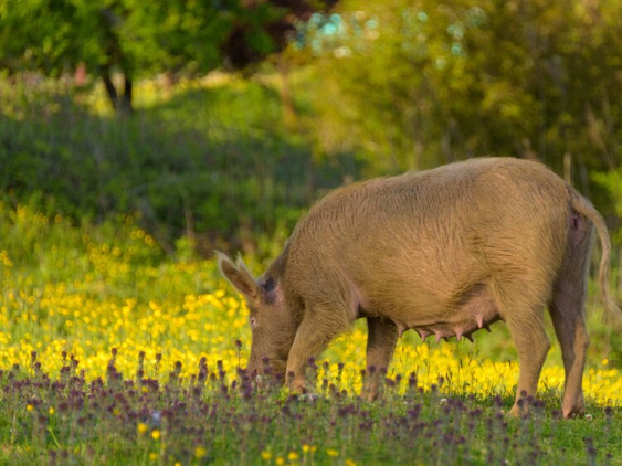 Feral Hogs in Georgia