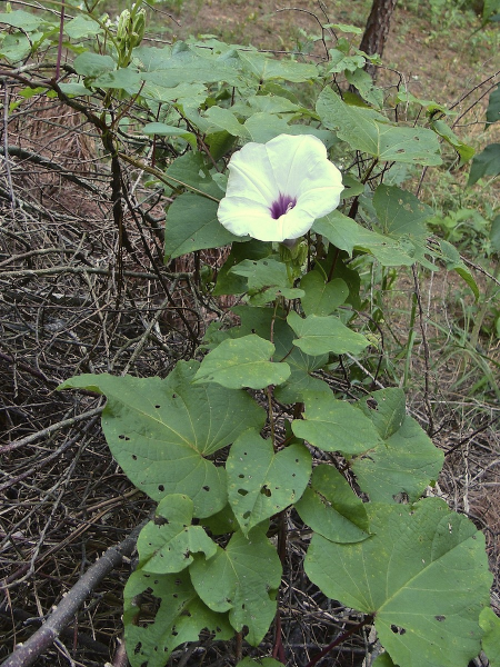 What to Forage for Food in Georgia?