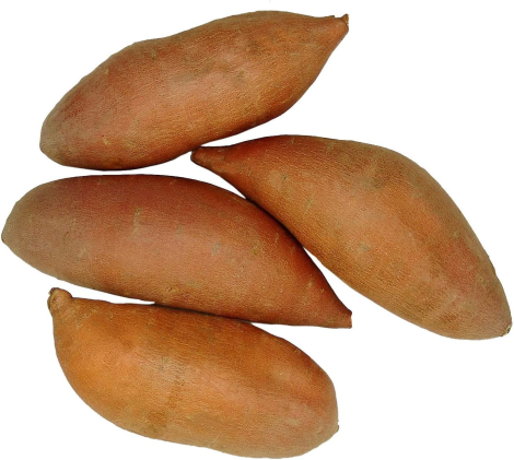 How to Grow Sweet Potatoes in Georgia