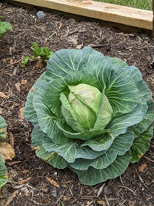 The Fifth Street Community Garden