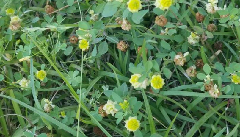 Edible Weeds in Georgia